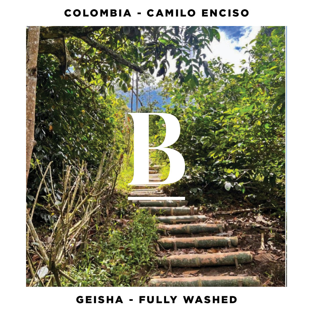 Meet Our Colombia Camilo Enciso | Geisha Washed Coffee