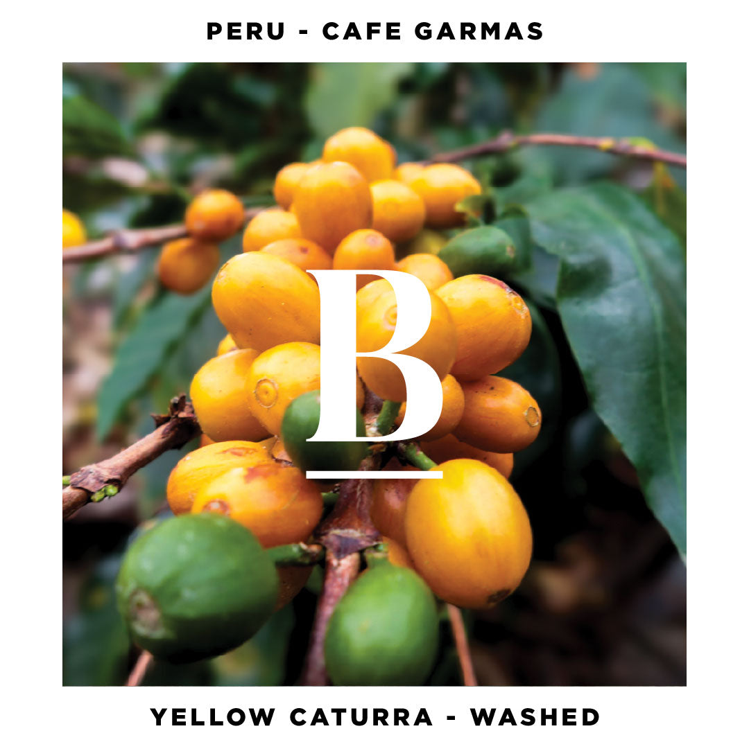 Meet Our Peru Cafe Garmas | Yellow Caturra Washed