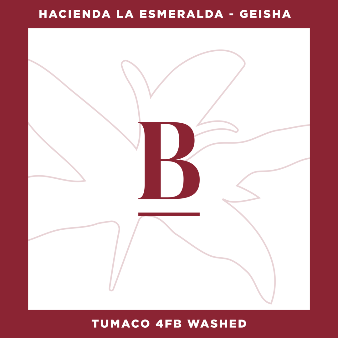 Our Special Reserve Geisha Tumaco 4FB Washed from Hacienda La Esmeralda