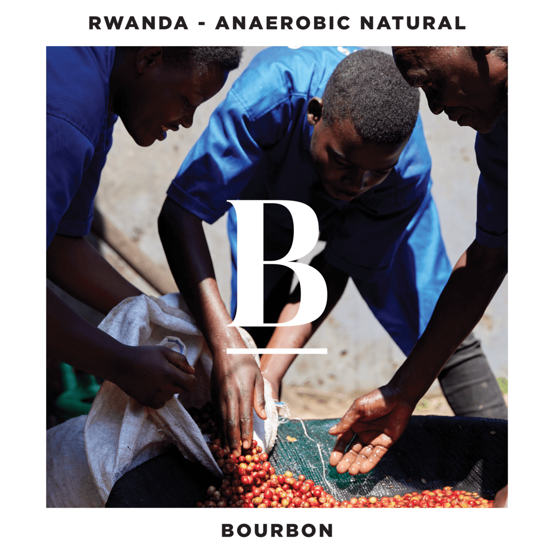 Our Rwanda Gisiza | Bourbon Anaerobic Natural