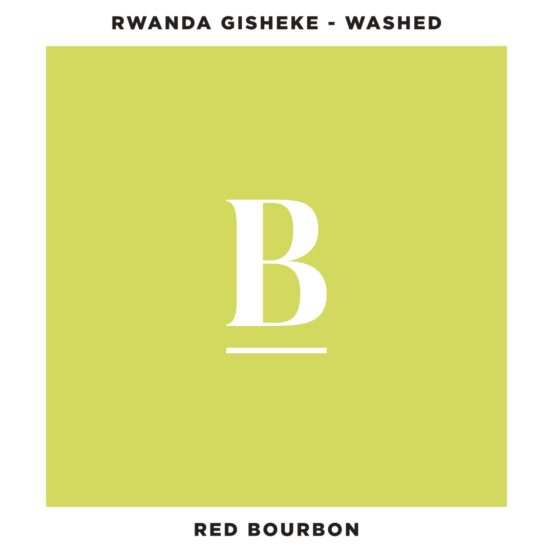 Our Rwanda Gisheke | Red Bourbon Fully Washed
