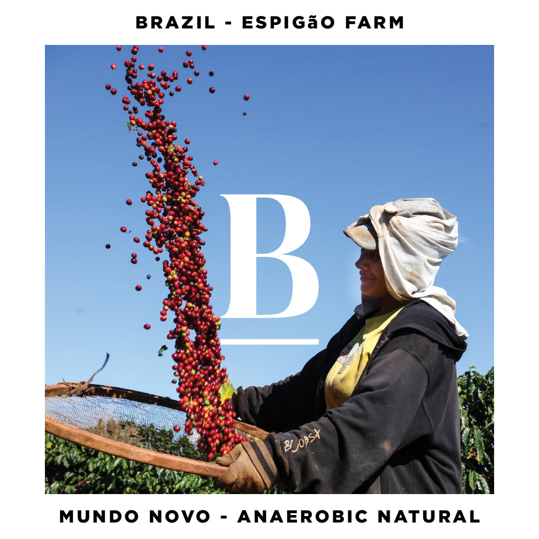 Brazil Espigão Farm | Mundo Novo Anaerobic Natural