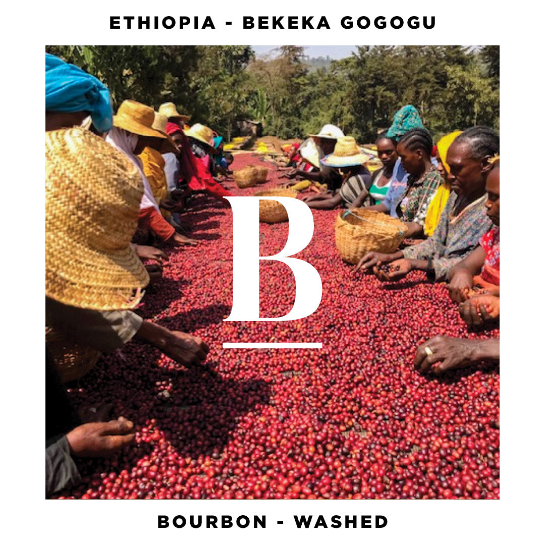 Ethiopia Bekeka Gogogu Washed