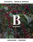 Roaster's Pick - Single Origin Filter