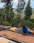 Kenya Sensory Collection - Ngacha Coffee Estate