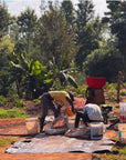 Kenya Sensory Collection - Ngacha Coffee Estate