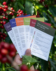 Kenya Sensory Collection - Ngacha Coffee Estate