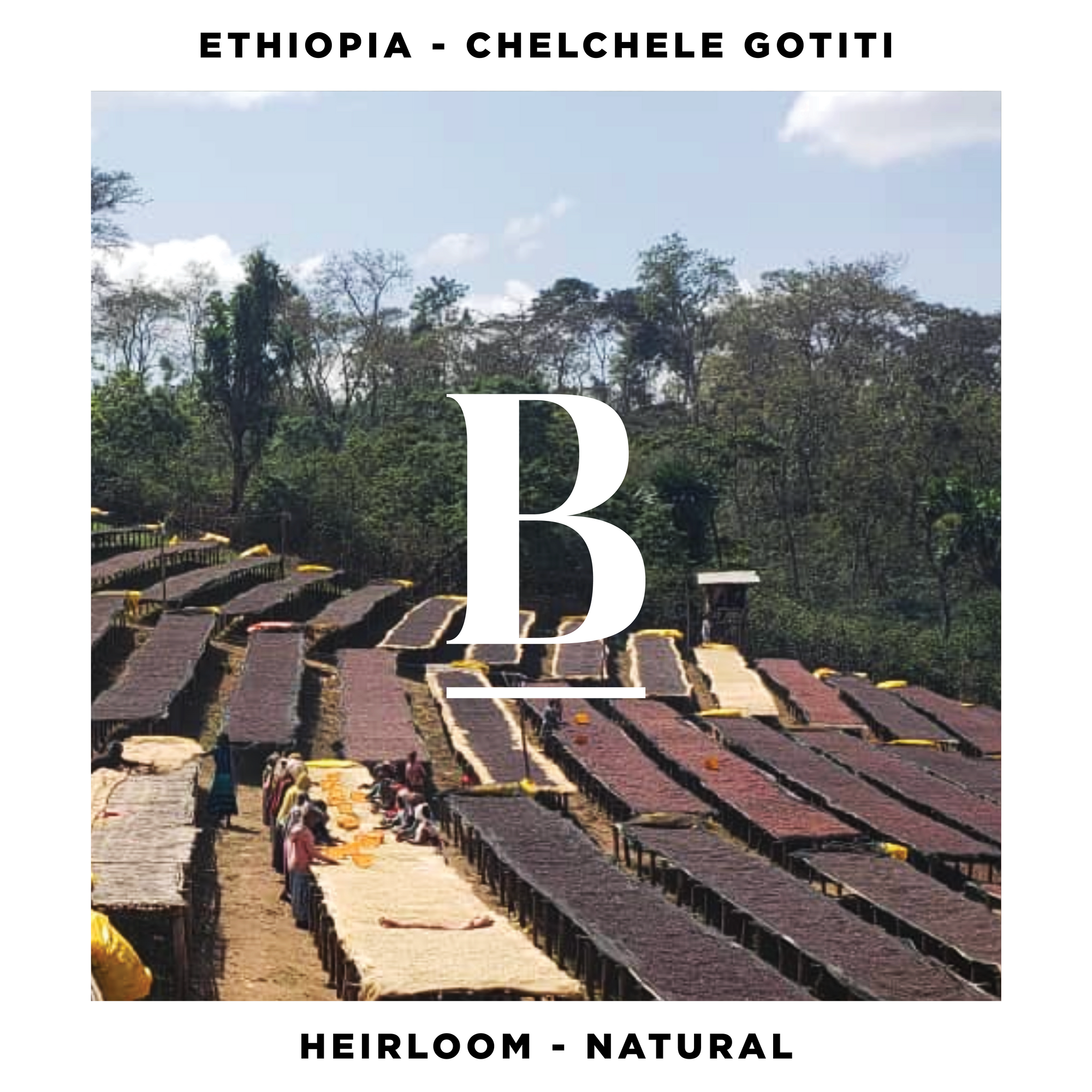 Ethiopia Chelchele Gotiti Natural