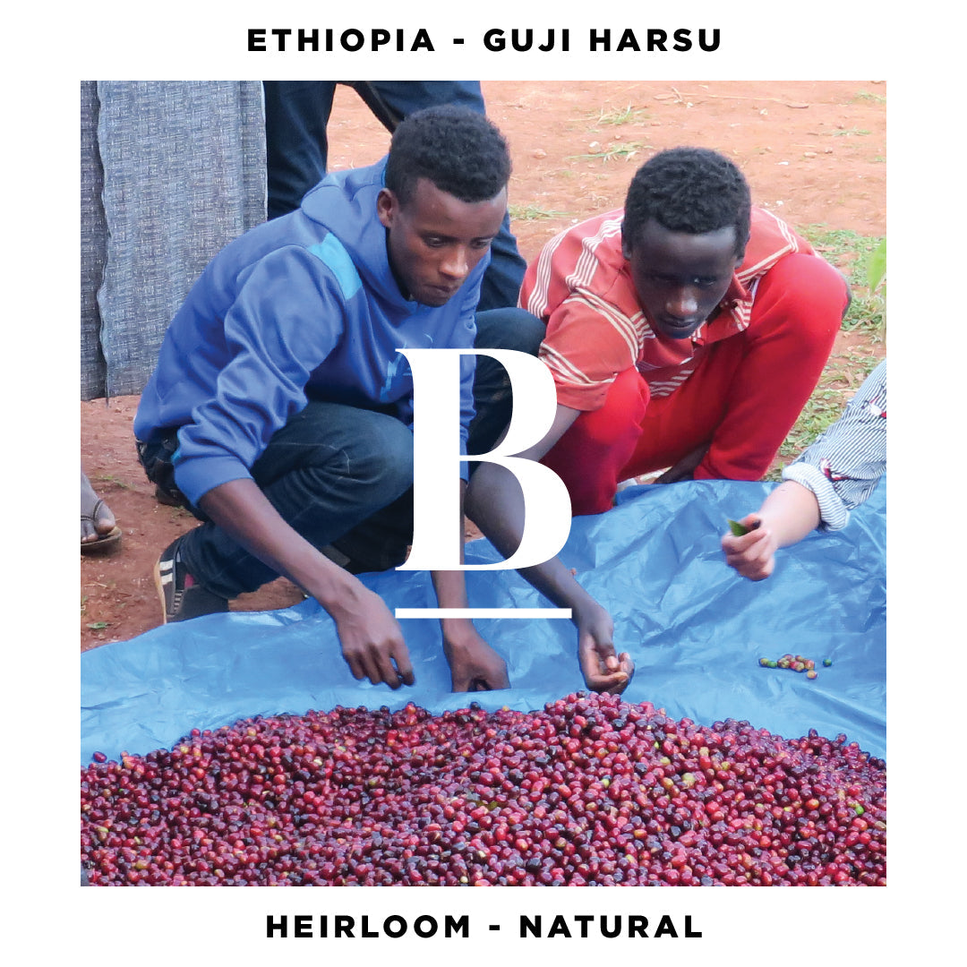 Ethiopia Guji Harsu | Heirloom Natural