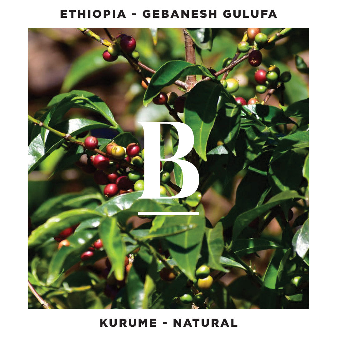 Our Ethiopia Gebanesh Gulufa | Kurume Natural