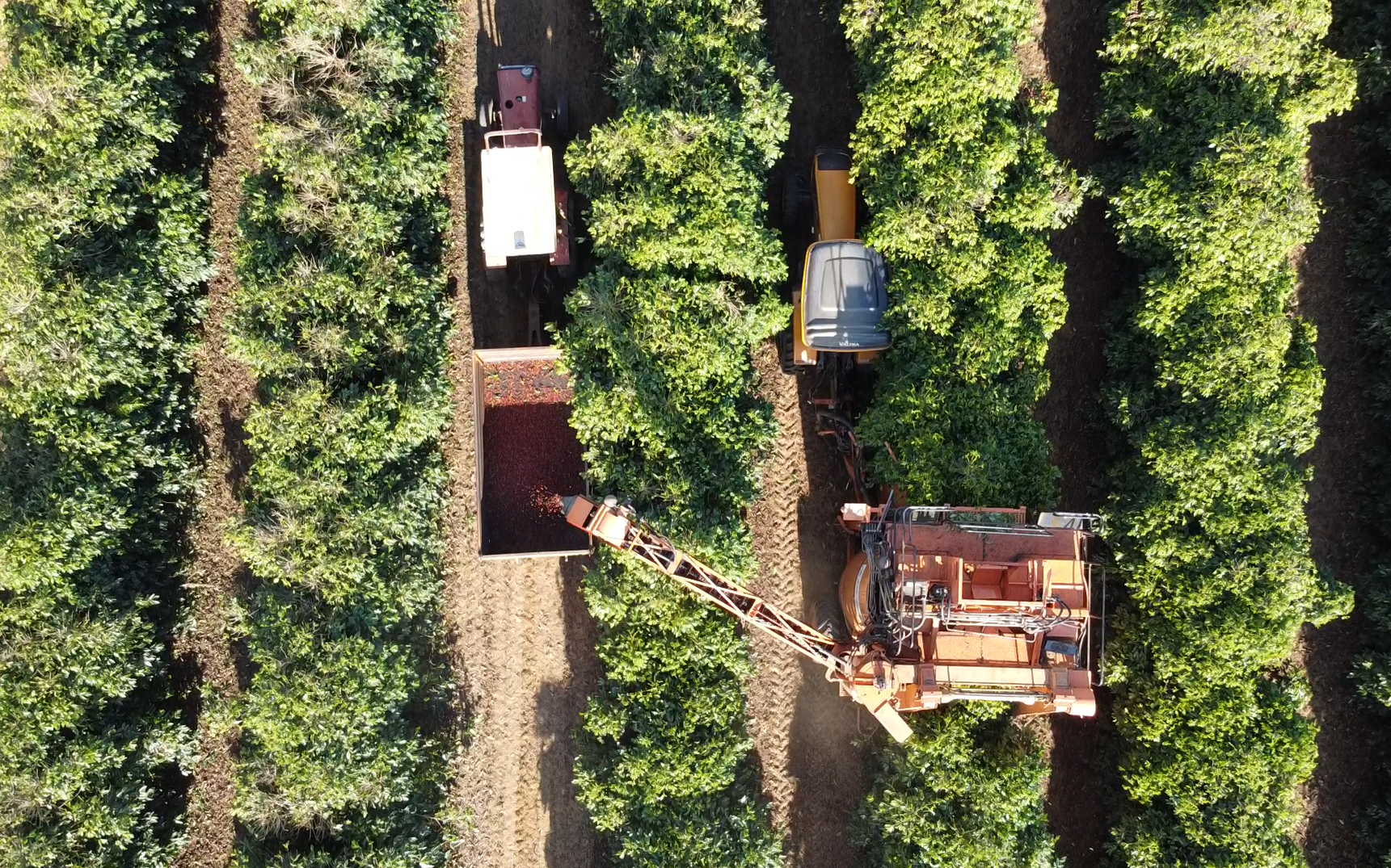 Brazil Vinhal Farm Anaerobic Natural Thermal Shock