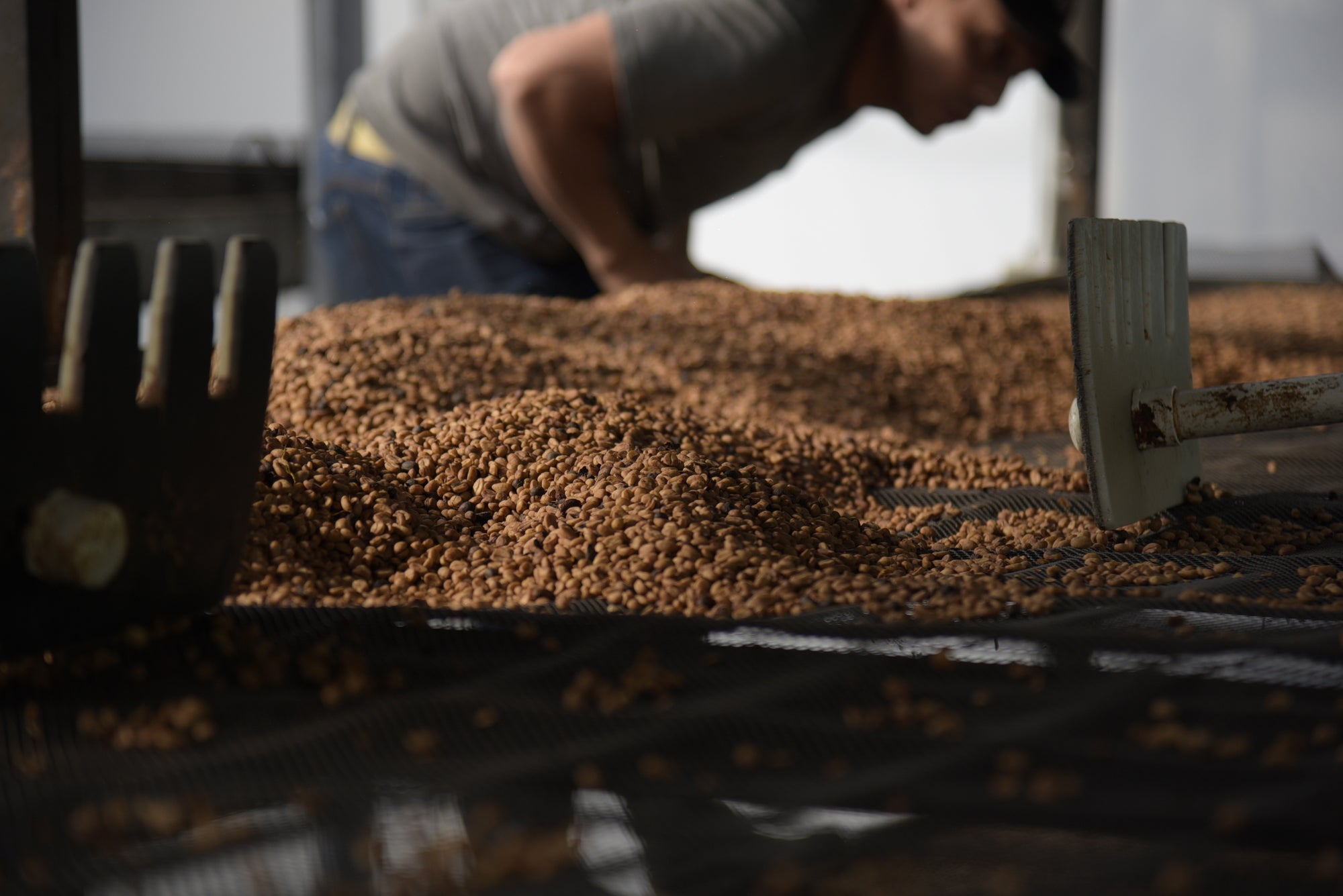 La Palma y El Tucan Heroes Series Geisha Collection