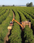 Brazil Vinhal Farm Anaerobic Natural Thermal Shock