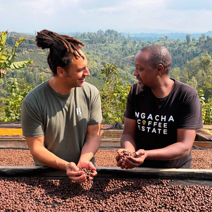 Kenya Sensory Collection - Ngacha Coffee Estate