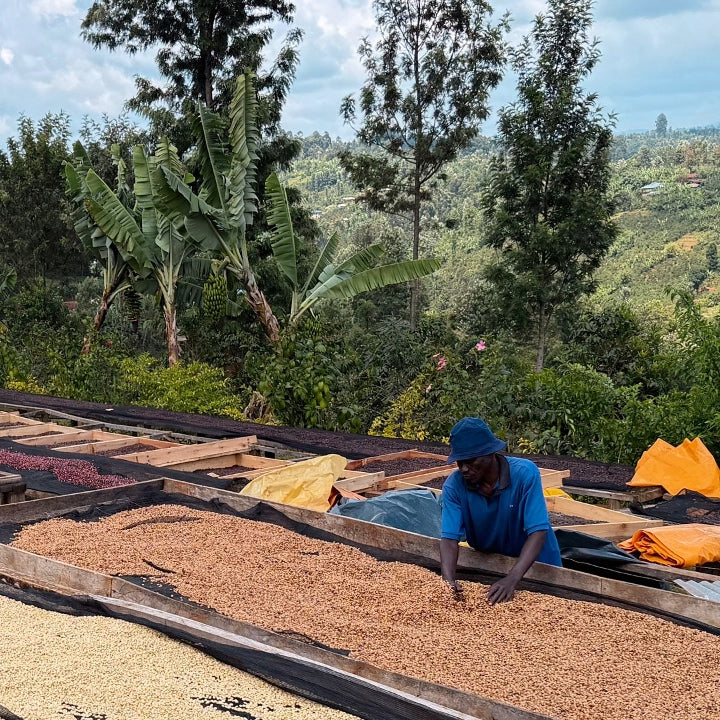 Kenya Sensory Collection - Ngacha Coffee Estate