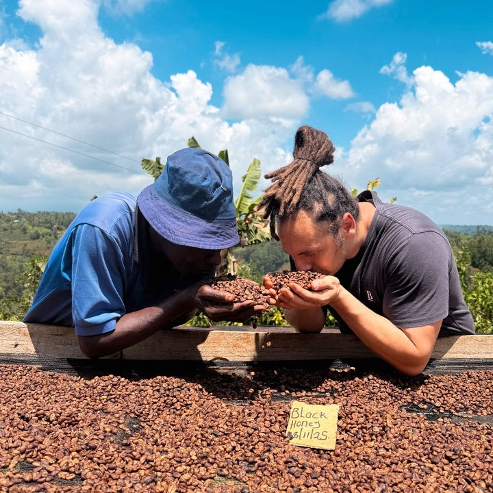 Kenya Sensory Collection - Ngacha Coffee Estate