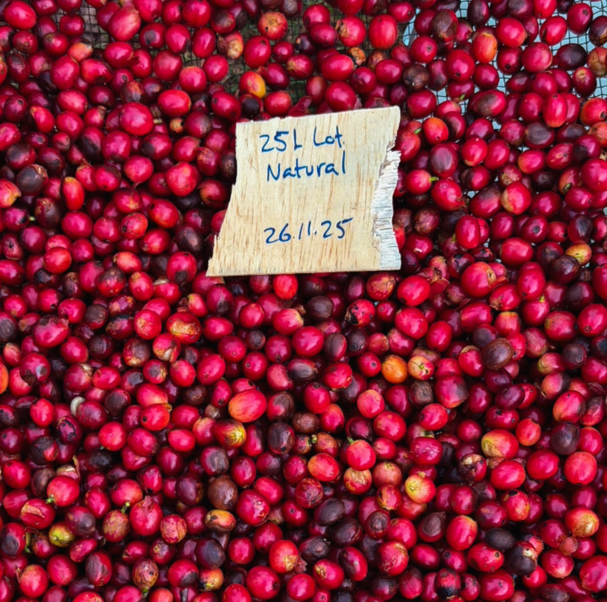 Kenya Sensory Collection - Ngacha Coffee Estate