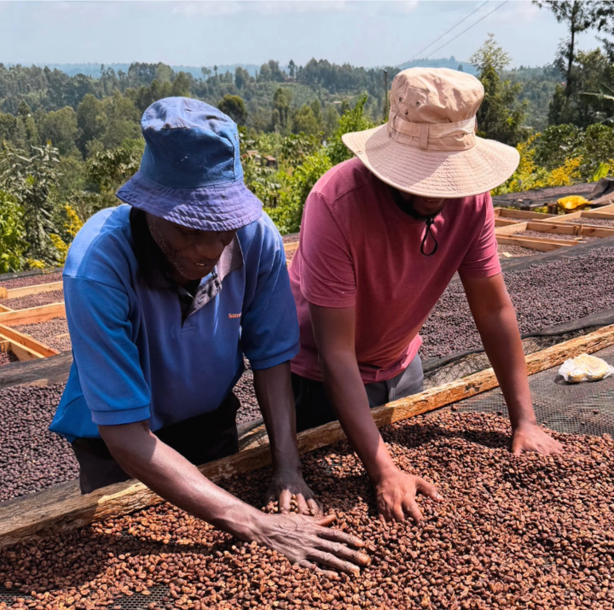 Kenya Sensory Collection - Ngacha Coffee Estate
