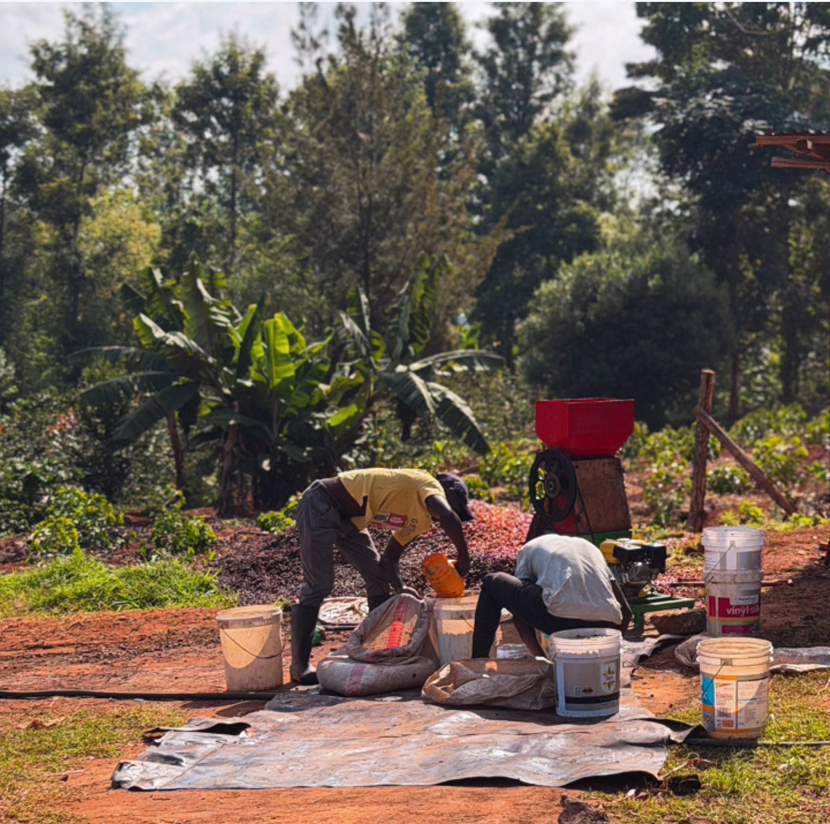 Kenya Sensory Collection - Ngacha Coffee Estate