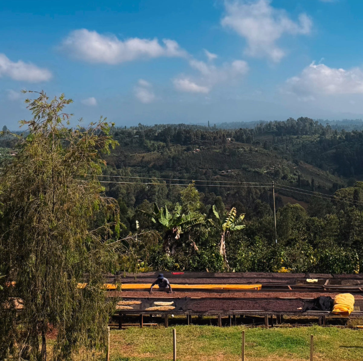 Kenya Sensory Collection - Ngacha Coffee Estate