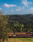 Kenya Sensory Collection - Ngacha Coffee Estate