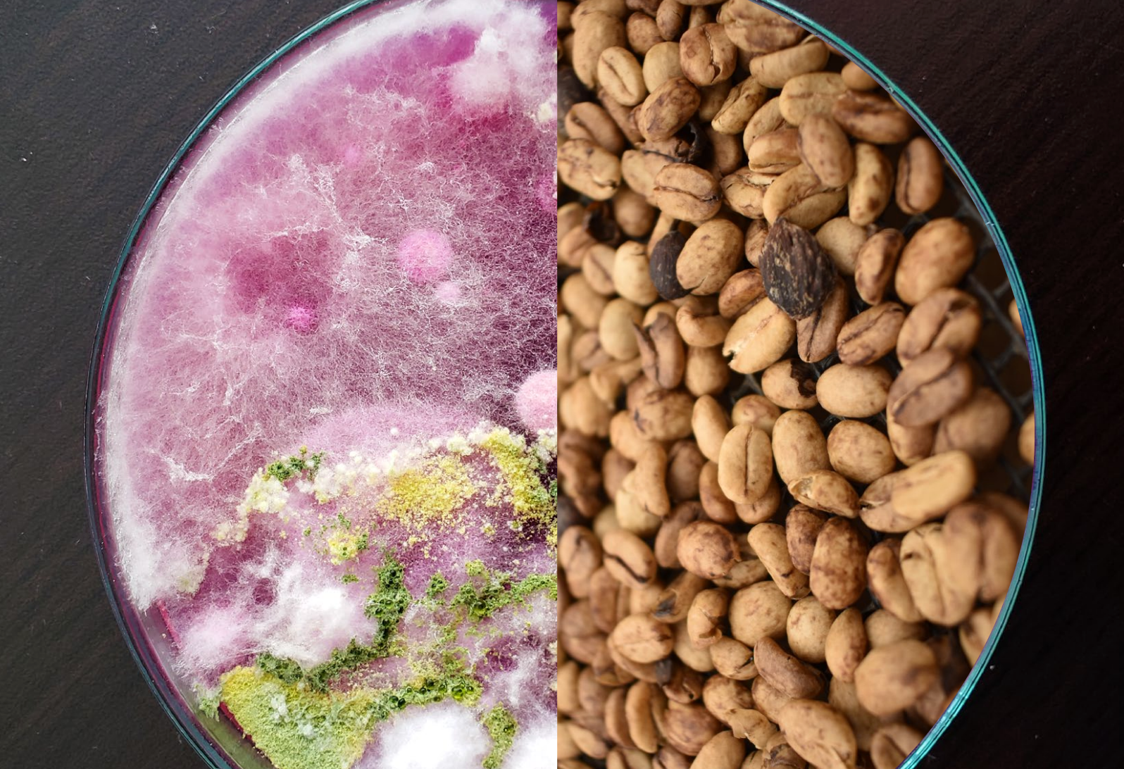 La Palma y El Tucan Heroes Series Geisha Collection