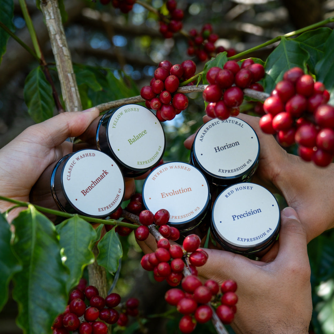 Kenya Sensory Collection - Ngacha Coffee Estate
