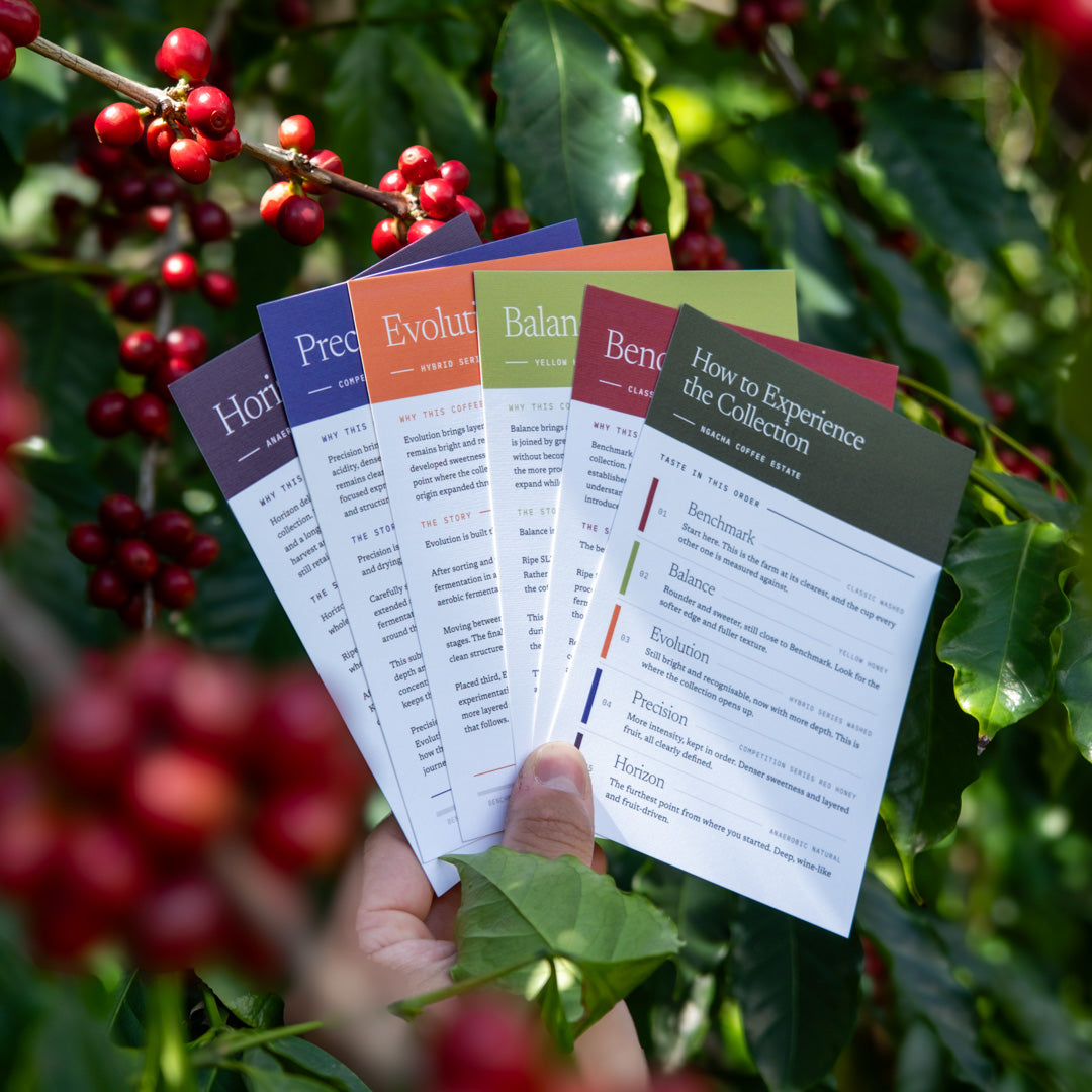 Kenya Sensory Collection - Ngacha Coffee Estate