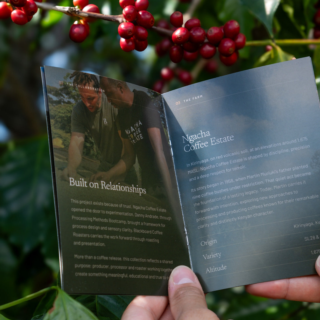 Kenya Sensory Collection - Ngacha Coffee Estate