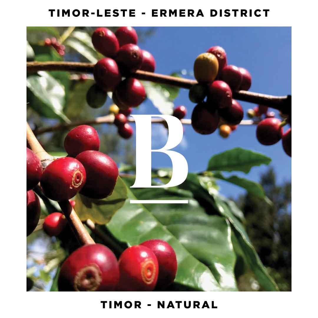 Timor-Leste Ermera District Natural Espresso Single Origin