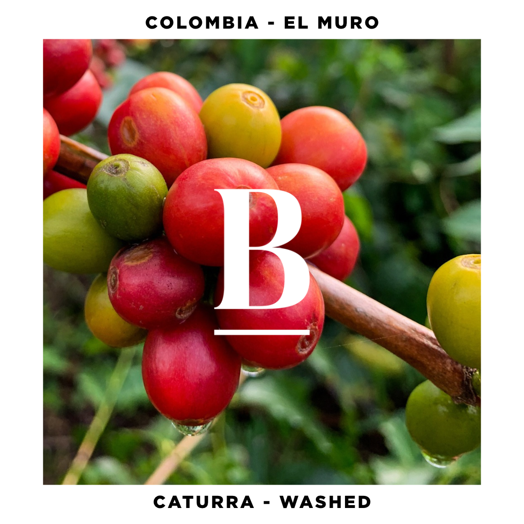 Colombia El Muro Caturra Washed