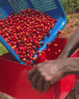 Kenya Sensory Collection - Ngacha Coffee Estate